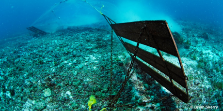 Stop the destruction of the planet's lungs